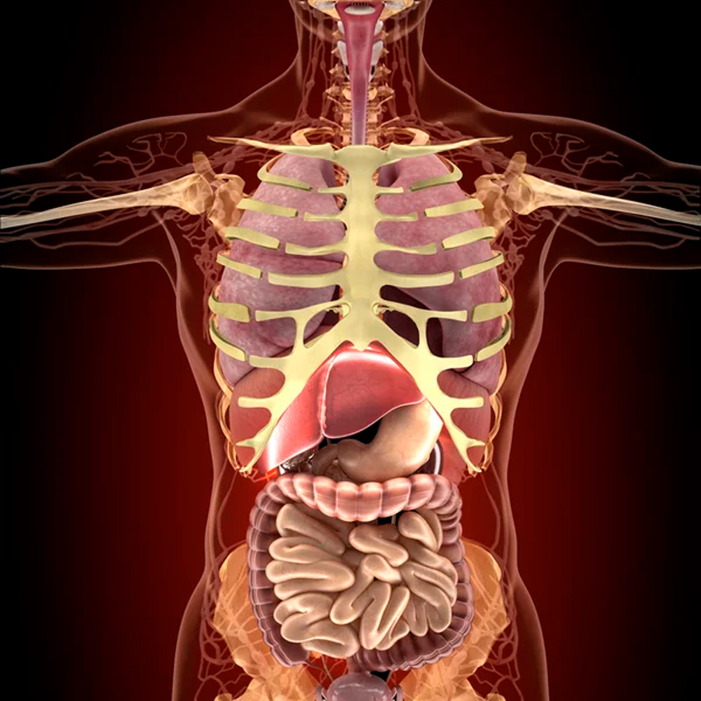 FÊNIX GREGO, FÊNIX GREGO COMPRAR, FÊNIX GREGO ONDE COMPRAR, FÊNIX GREGO REVIEW, FÊNIX GREGO É BOM, FÊNIX GREGO FUNCIONA, FÊNIX GREGO VALOR, 